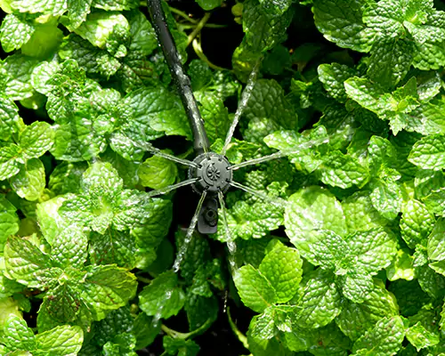 마이크로 스프링클러 관개: 효율적인 물 절약 관개의 새로운 시대를 열다