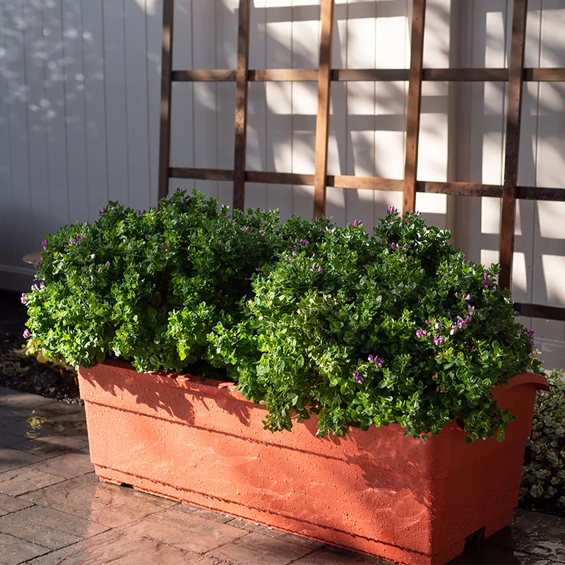 30L 자가 급수 대패