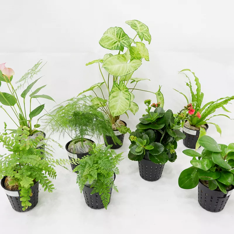 PP 소재 3인치 내부 화분